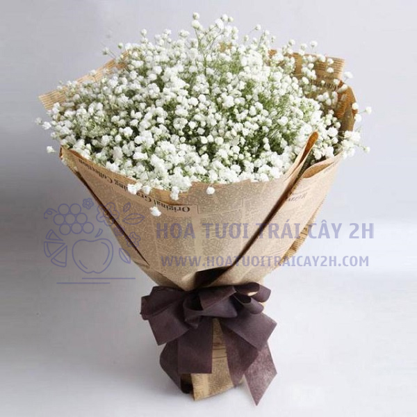 Hoa baby’s breath