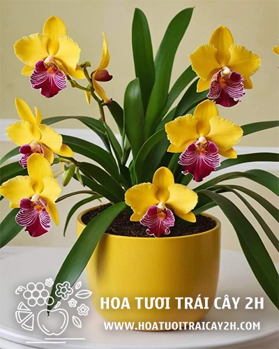 Mẫu lan hồ điệp nhập khẩu 01