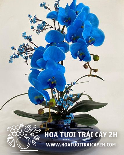 Mẫu lan hồ điệp nhập khẩu 03