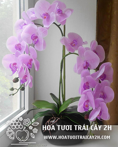 Mẫu lan hồ điệp nhập khẩu 04