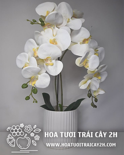 Mẫu lan hồ điệp nhập khẩu 05