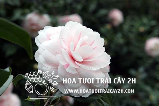 Top 10 loài hoa độc lạ