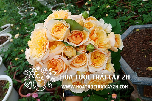 Chọn mua Hoa tươi nhập khẩu 2025