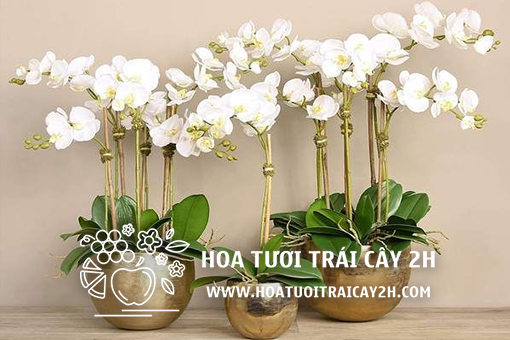 Lan Hồ Điệp Nhập Khẩu – Vẻ Đẹp Sang Trọng Cho Không Gian Sống